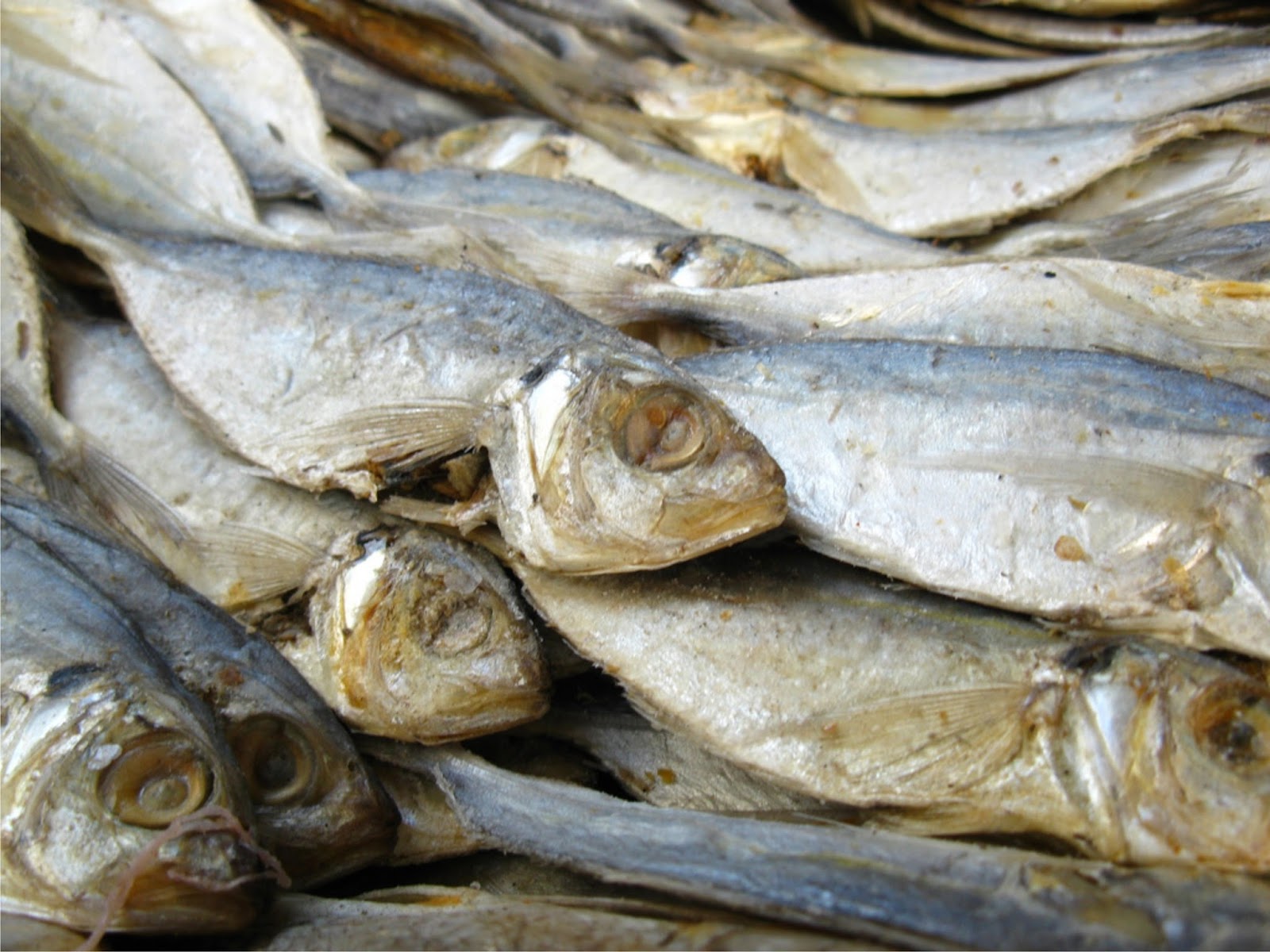 usaha ikan asin
