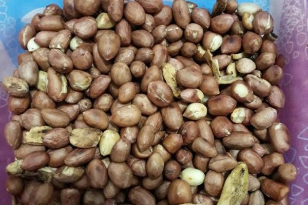 usaha kacang sangrai