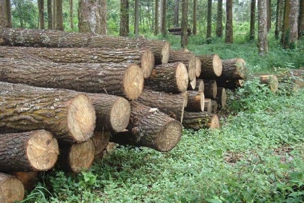 membelah kayu
