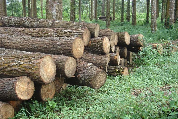 membelah kayu
