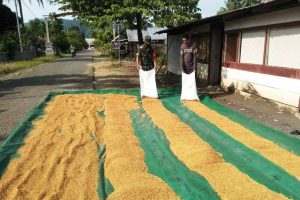 mengeringkan hasil tani