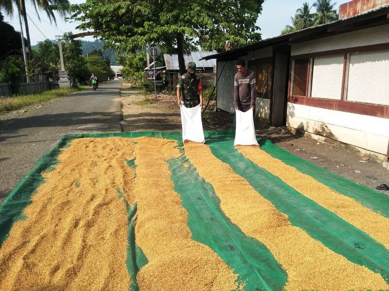 mengeringkan hasil tani