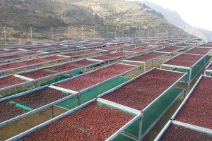 mengeringkan hasil pertanian