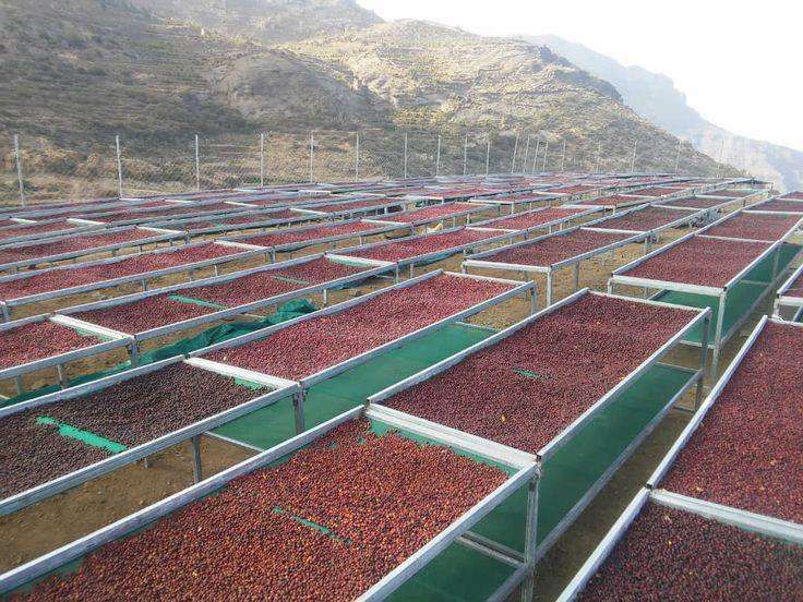 mengeringkan hasil pertanian