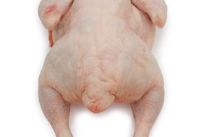 cabut bulu ayam